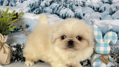 ペキニーズ01（女の子）