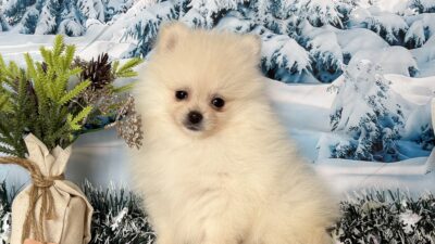 ポメラニアン01（女の子）