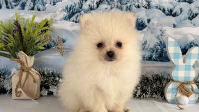 ポメラニアン01（女の子）