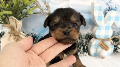 ヨ－クシャテリア02（男の子）