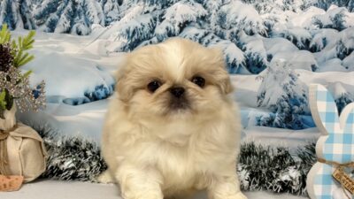 ペキニーズ02（女の子）