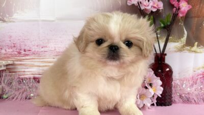 ペキニーズ02（女の子）