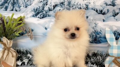 ポメラニアン02（男の子）