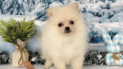 ポメラニアン02（男の子）