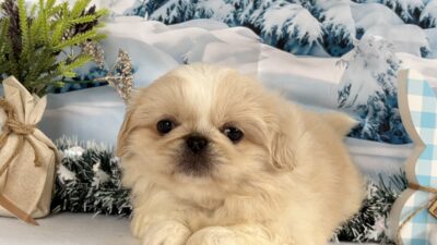 ペキニーズ02（女の子）