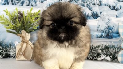 ペキニーズ03（男の子）