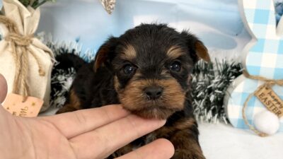 ヨ－クシャテリア03（男の子）