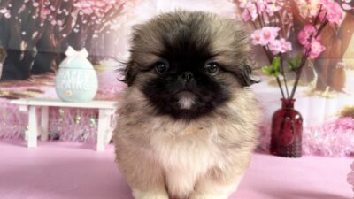 ペキニーズ03（男の子）