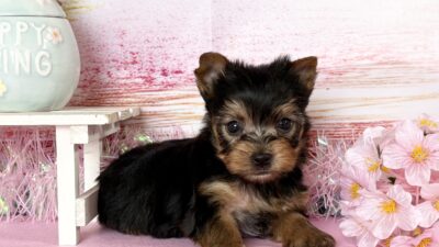 ヨ－クシャテリア03（男の子）