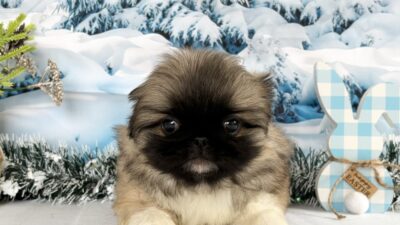 ペキニーズ04（男の子）