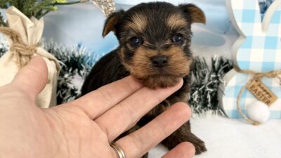 ヨ－クシャテリア04（男の子）