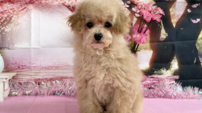 トイプ－ドル04（女の子）