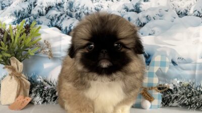 ペキニーズ04（男の子）