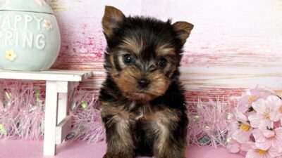 ヨ－クシャテリア04（男の子）