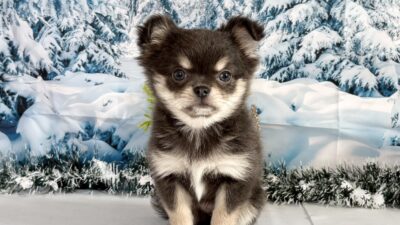 チワワ04（女の子）