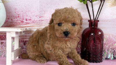 トイプ－ドル01（男の子）