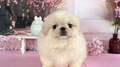 ペキニーズ01（女の子）