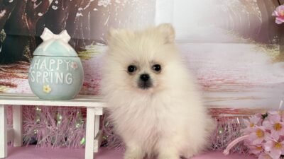 ポメラニアン01（男の子）