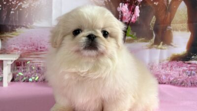 ペキニーズ01（女の子）