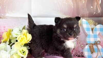 ご家族様募集開始