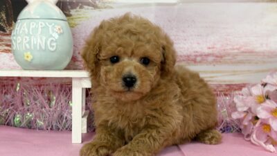 トイプ－ドル01（男の子）