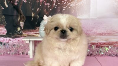 ペキニーズ02（女の子）