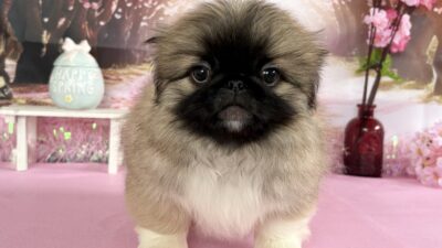 ペキニーズ03（男の子）