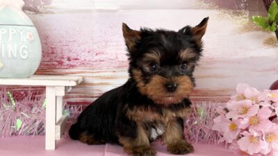 ヨ－クシャテリア03（男の子）