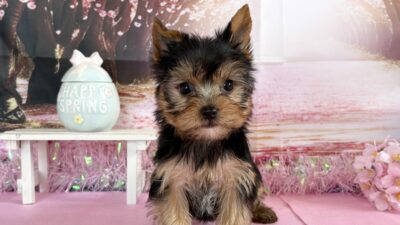 ヨ－クシャテリア04（男の子）