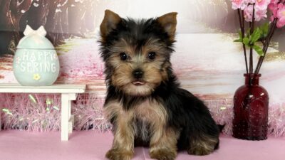 ヨ－クシャテリア04（男の子）