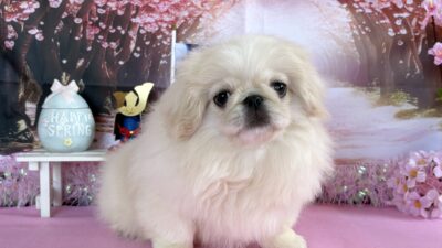 ペキニーズ01（女の子）