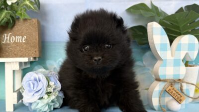 ポメラニアン01（女の子）