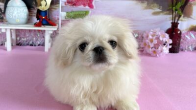 ペキニーズ05（女の子）