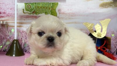 ペキニーズ01（女の子）