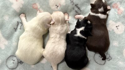 【先行公開】個性豊かで可愛い子犬達が続々登場！