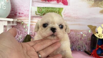 ペキニーズ02（女の子）