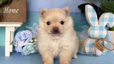 ポメラニアン02（男の子）