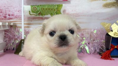 ペキニーズ03（男の子）