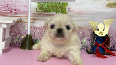 ペキニーズ04（男の子）