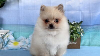 ポメラニアン02（男の子）