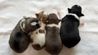 【新着情報】7月デビュー予定の可愛い子犬達！運命の出会いはここから☆彡