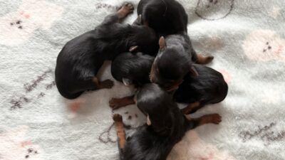 【新着情報】ただいま募集中＆8月デビュー予定の可愛い子犬達🐾
