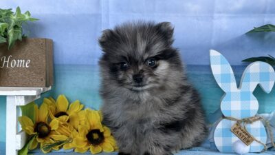 更新情報