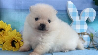 ご家族様募集開始