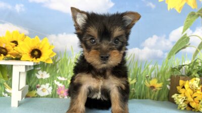 ヨ－クシャテリア01（女の子）