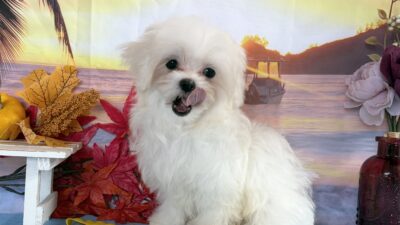 更新情報