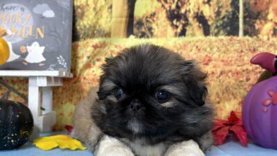 ご家族様募集開始